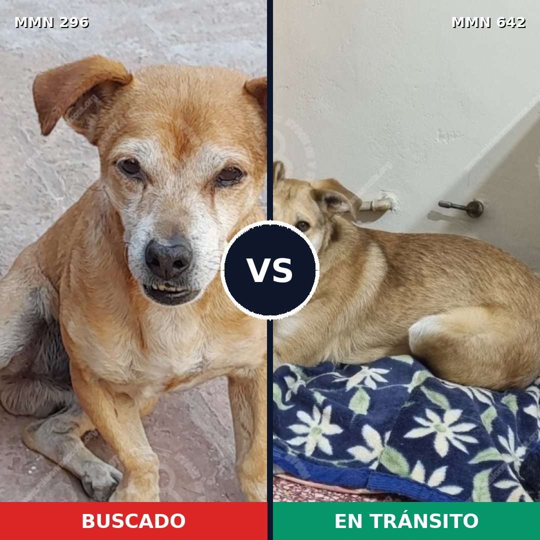 Comparativa MMS 18194: mascota perdida y mascota encontrada, 61% de similitud