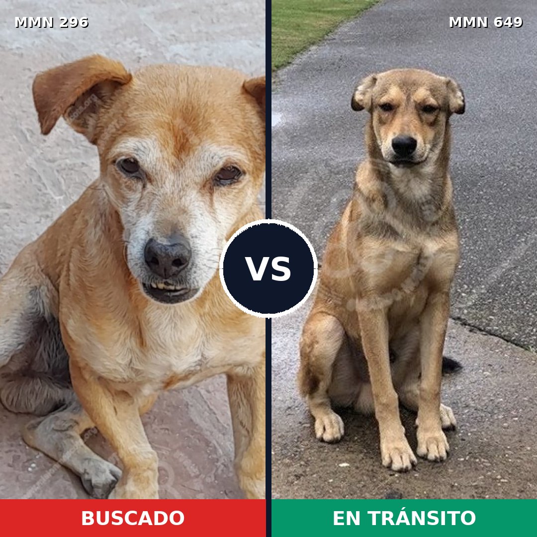 Comparativa MMS 18195: mascota perdida y mascota encontrada, 32% de similitud