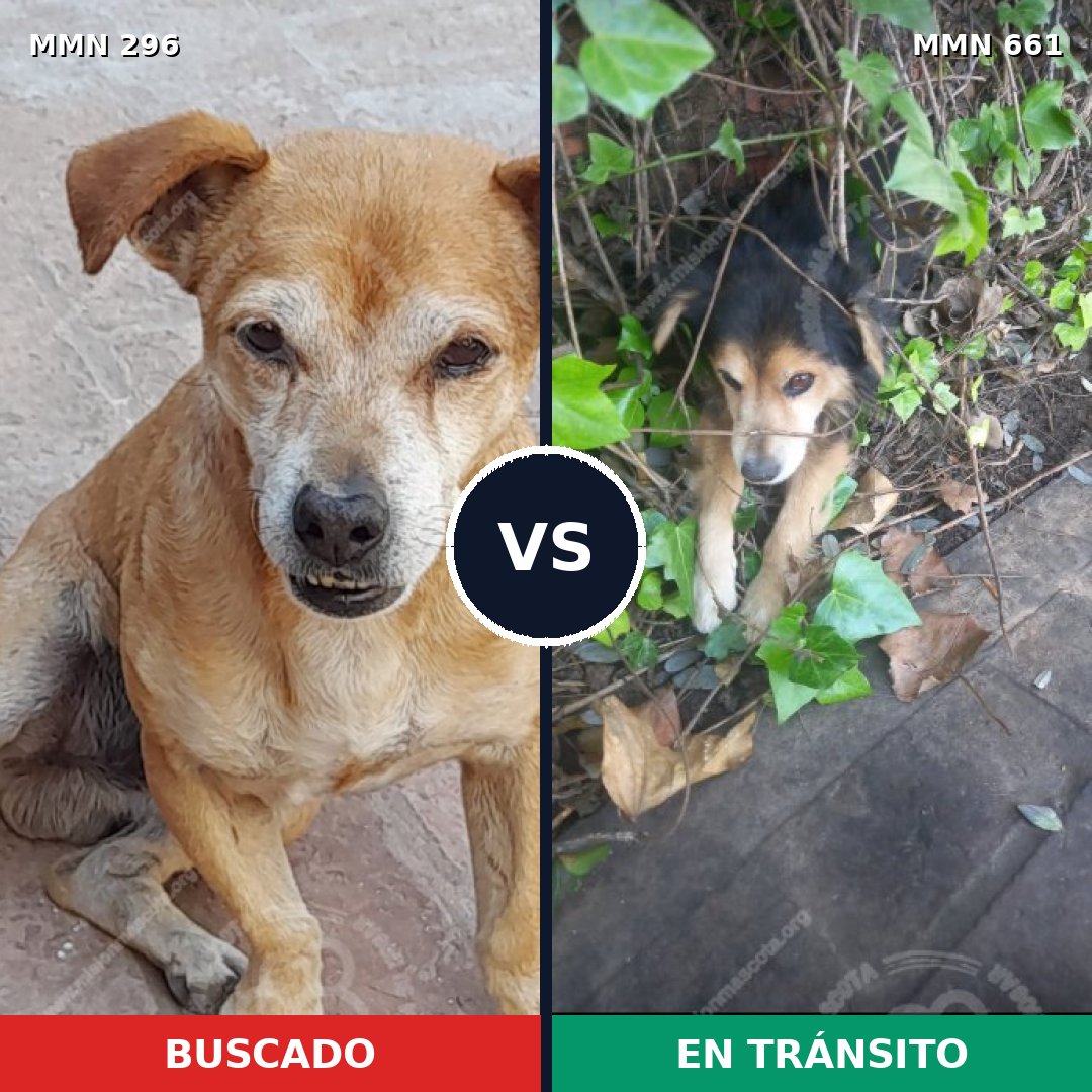 Comparativa MMS 18196: mascota perdida y mascota encontrada, 37% de similitud