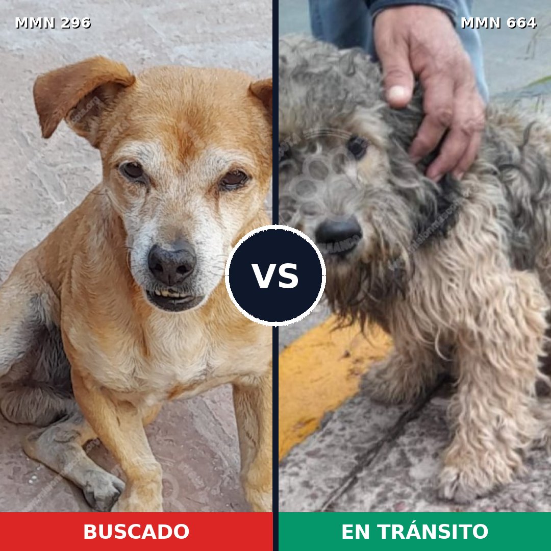 Comparativa MMS 18197: mascota perdida y mascota encontrada, 74% de similitud