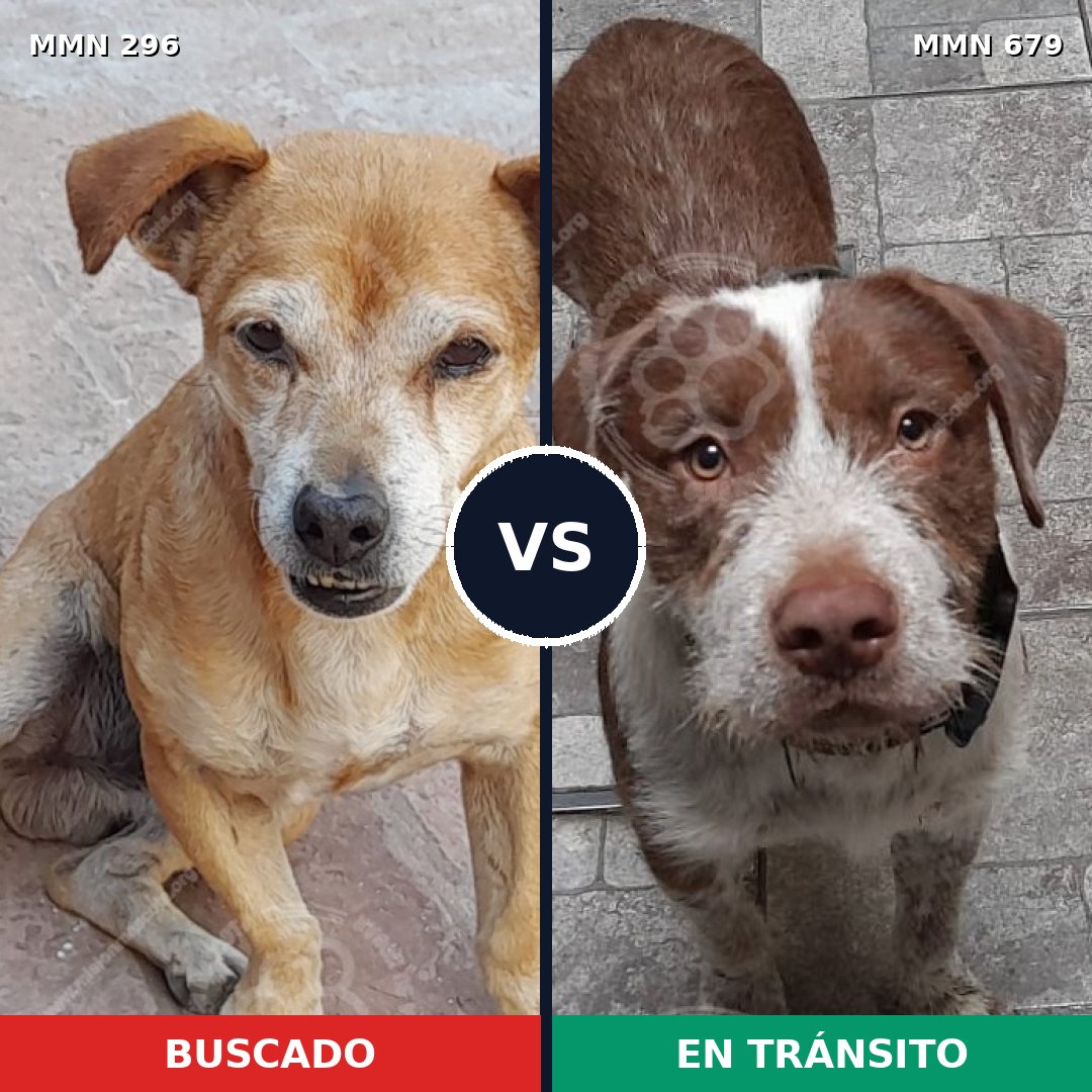 Comparativa MMS 18199: mascota perdida y mascota encontrada, 65% de similitud