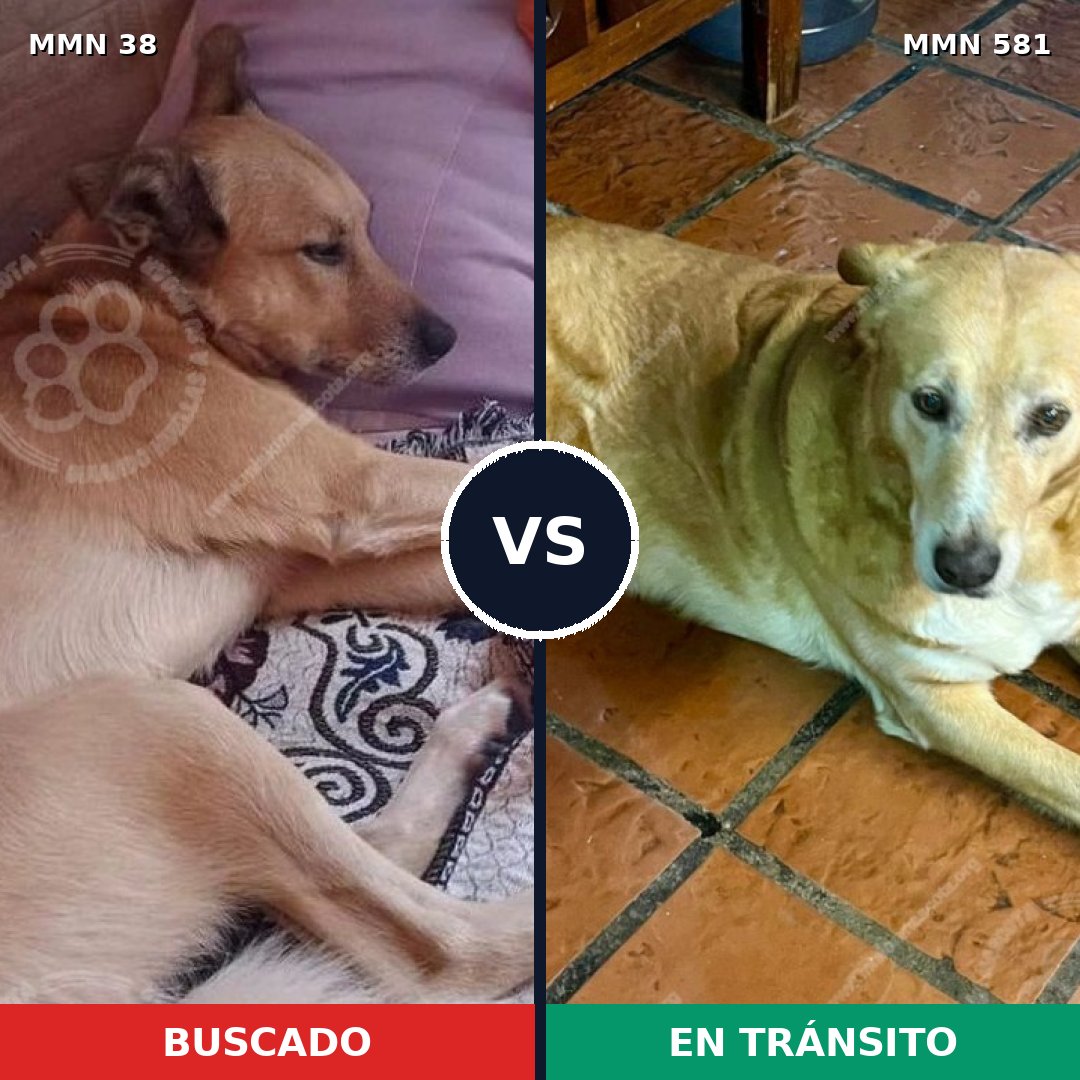 Comparativa MMS 182: mascota perdida y mascota encontrada, 64% de similitud