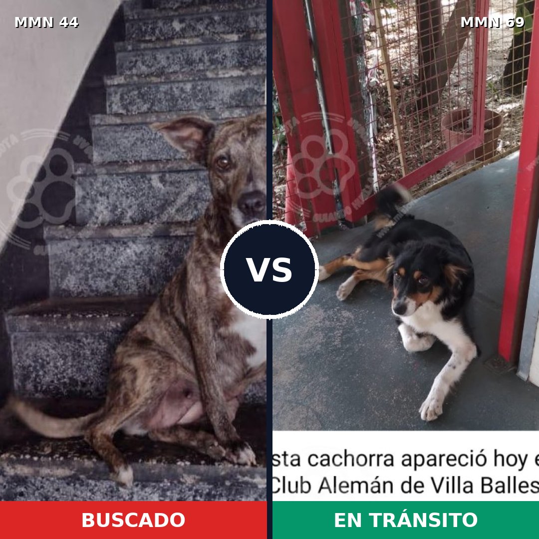 Comparativa MMS 1820: mascota perdida y mascota encontrada, 69% de similitud