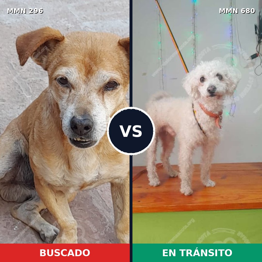 Comparativa MMS 18200: mascota perdida y mascota encontrada, 36% de similitud