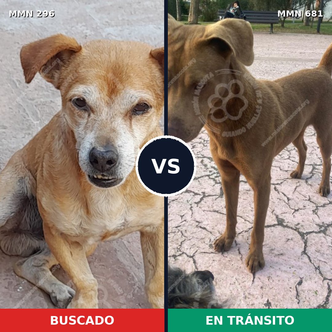 Comparativa MMS 18201: mascota perdida y mascota encontrada, 29% de similitud