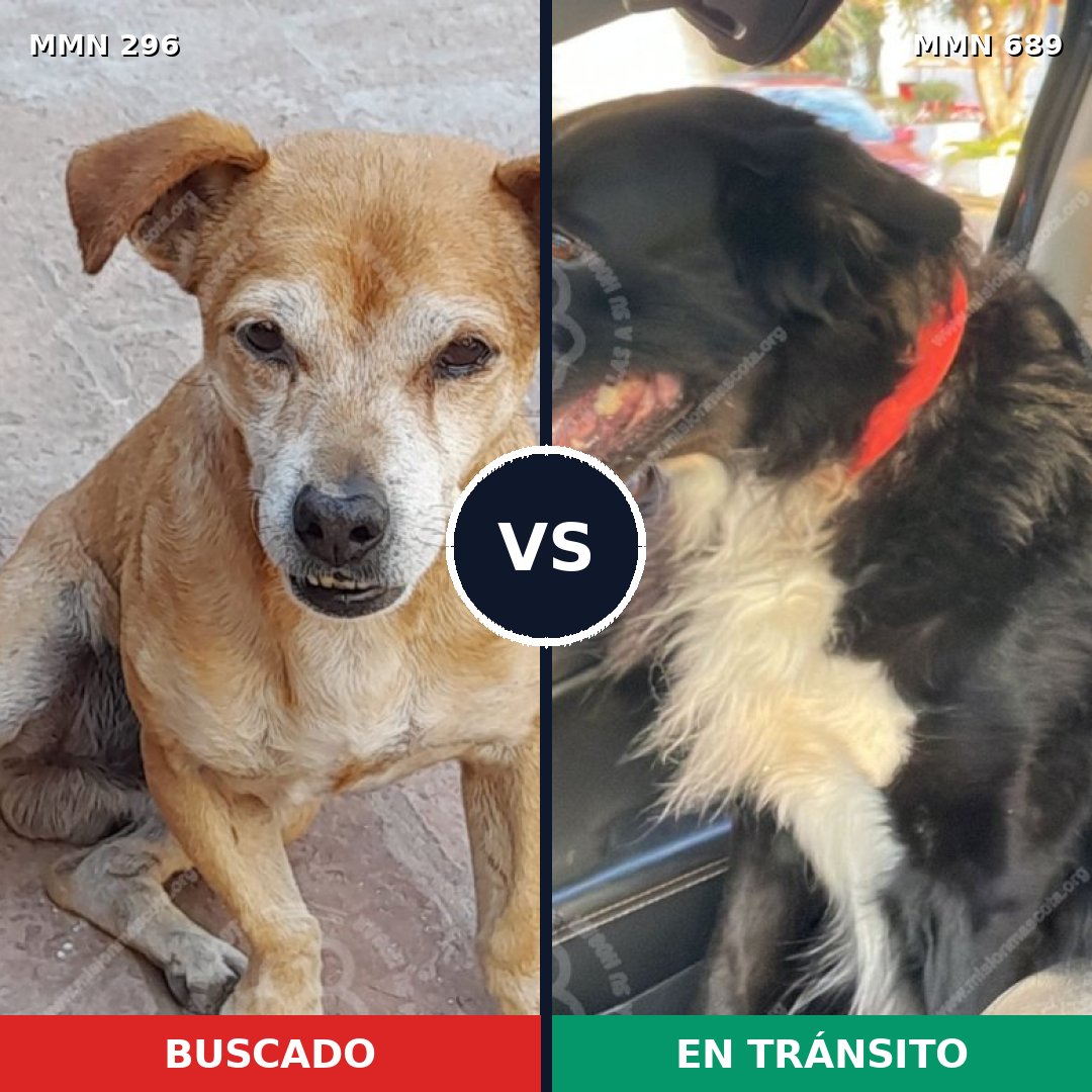 Comparativa MMS 18202: mascota perdida y mascota encontrada, 51% de similitud