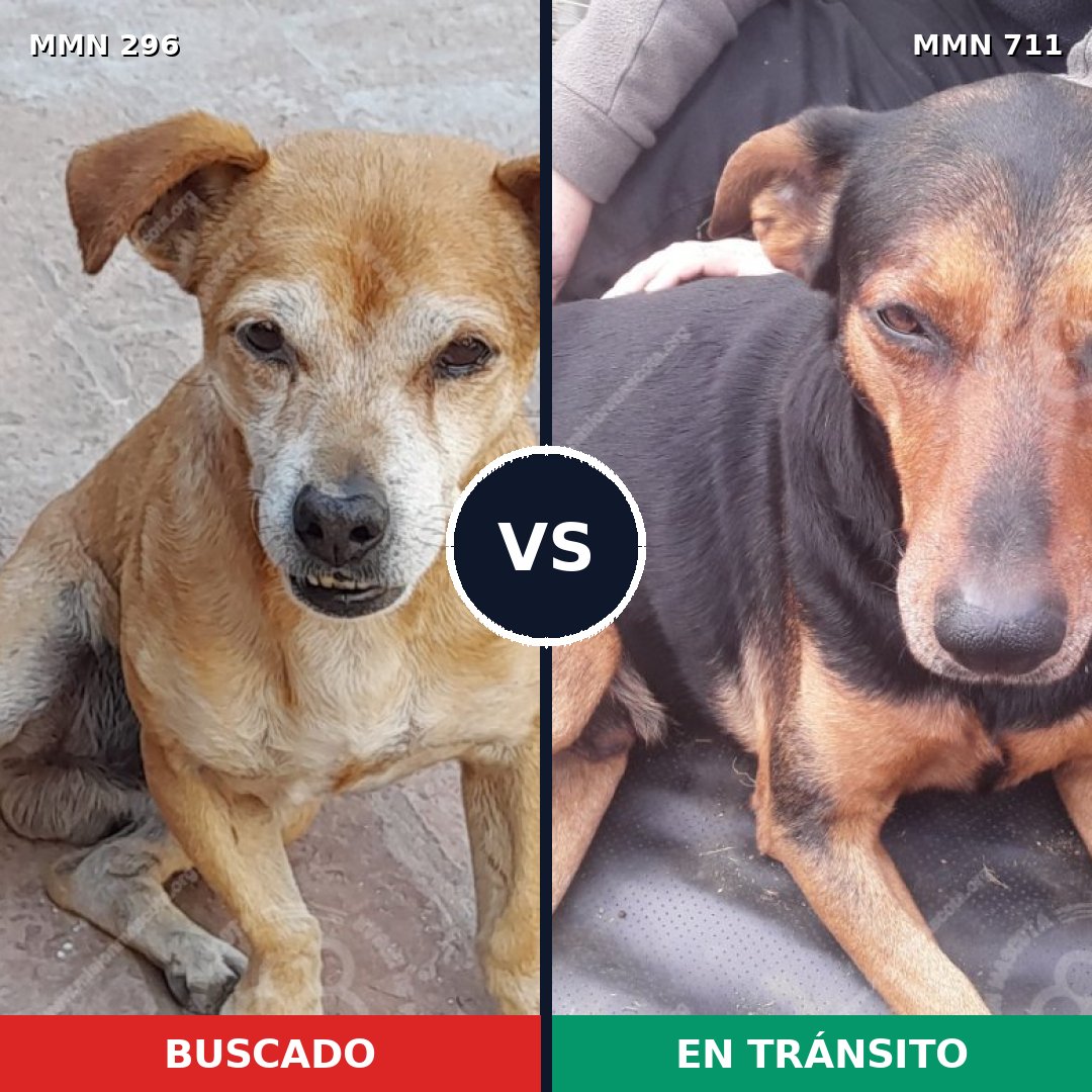Comparativa MMS 18203: mascota perdida y mascota encontrada, 51% de similitud