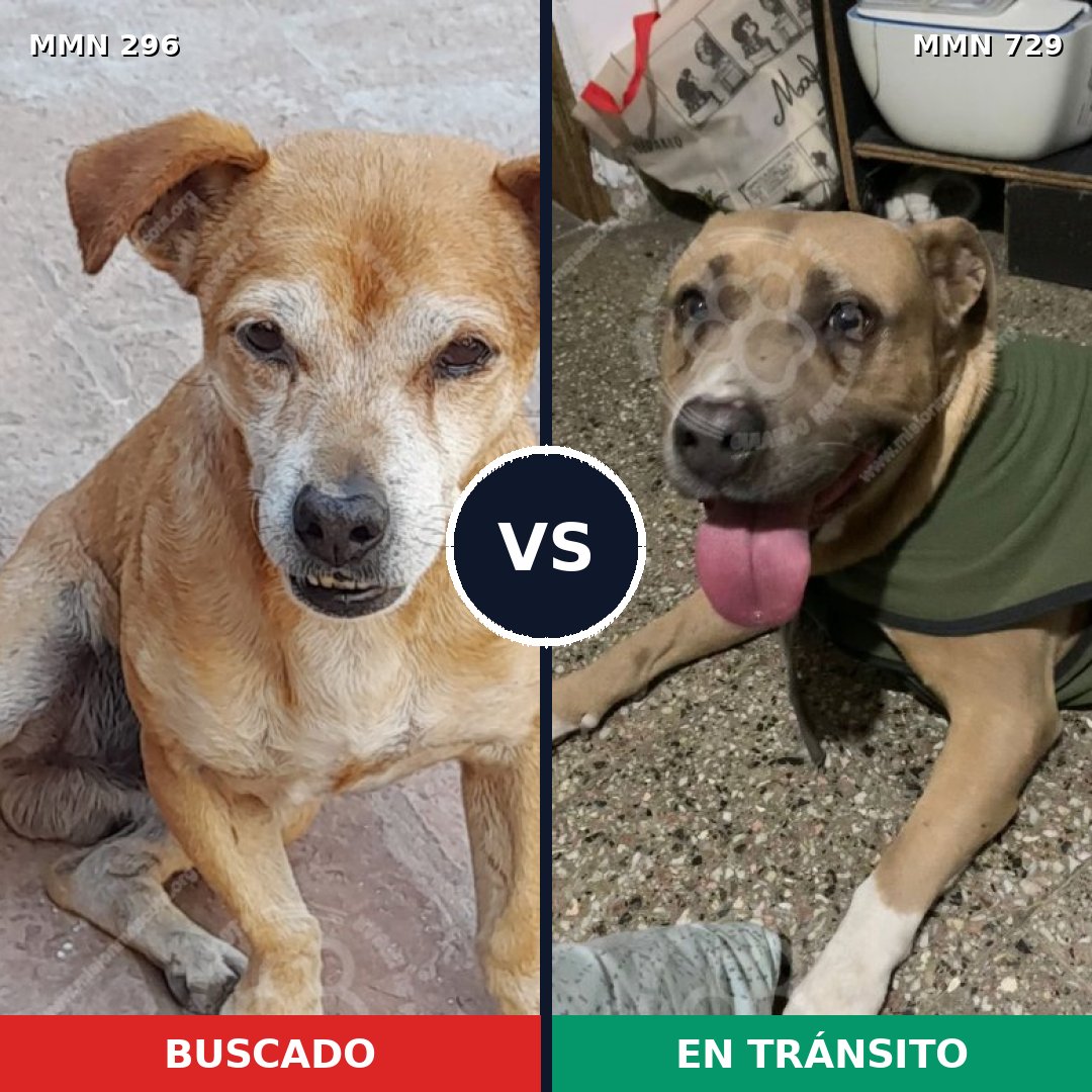 Comparativa MMS 18205: mascota perdida y mascota encontrada, 38% de similitud