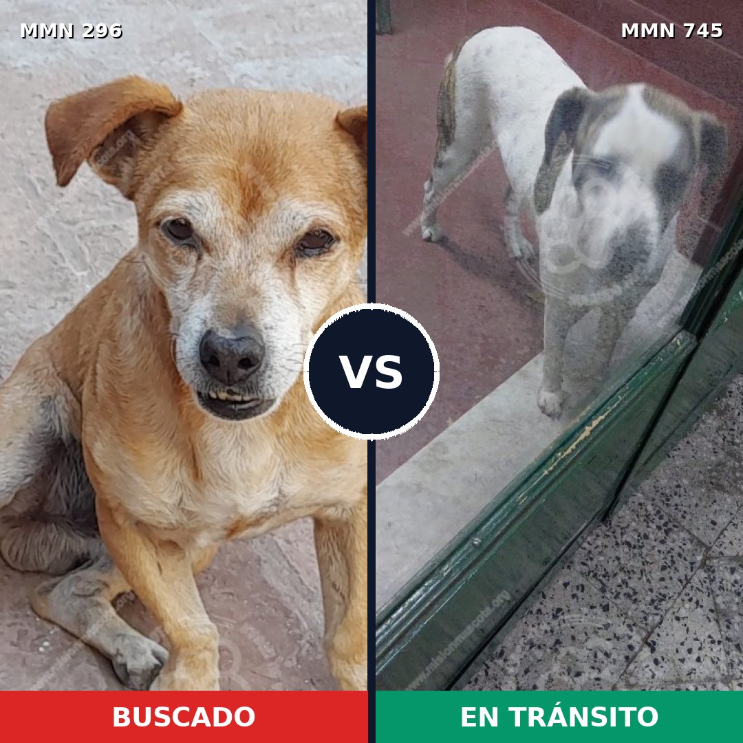 Comparativa MMS 18207: mascota perdida y mascota encontrada, 43% de similitud