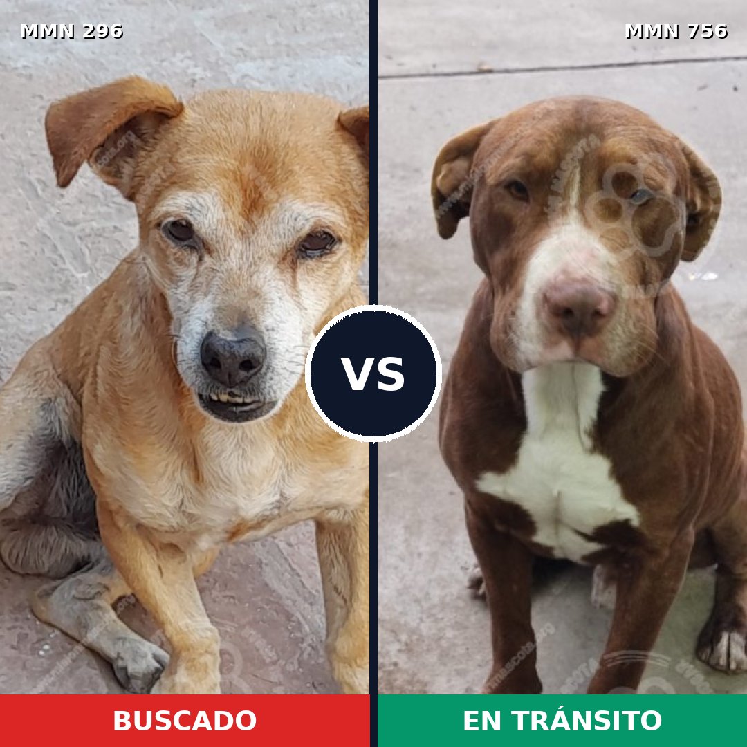 Comparativa MMS 18209: mascota perdida y mascota encontrada, 37% de similitud