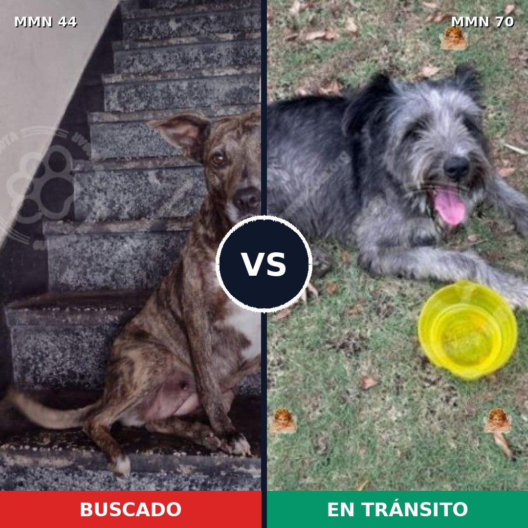 Comparativa MMS 1821: mascota perdida y mascota encontrada, 75% de similitud