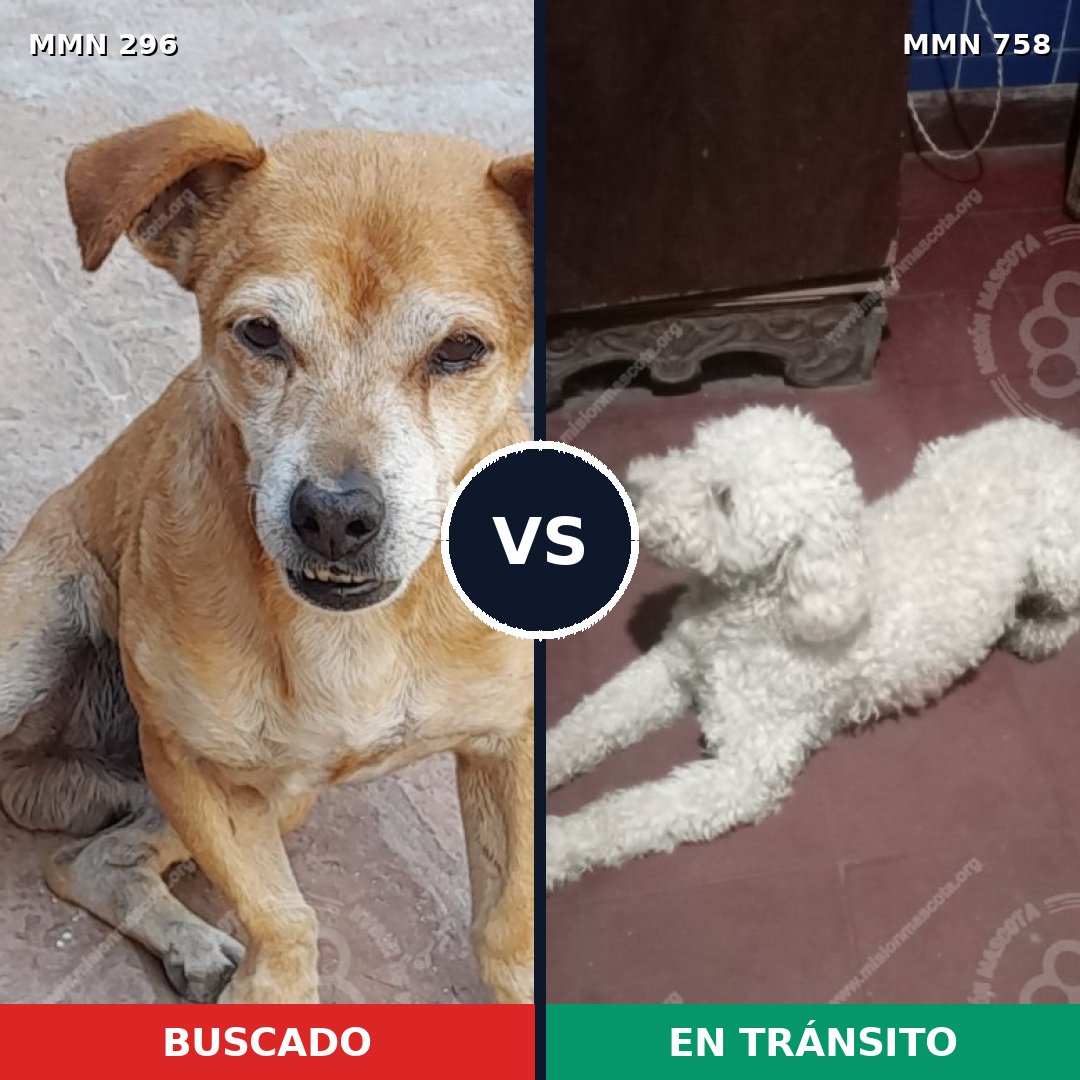 Comparativa MMS 18210: mascota perdida y mascota encontrada, 34% de similitud