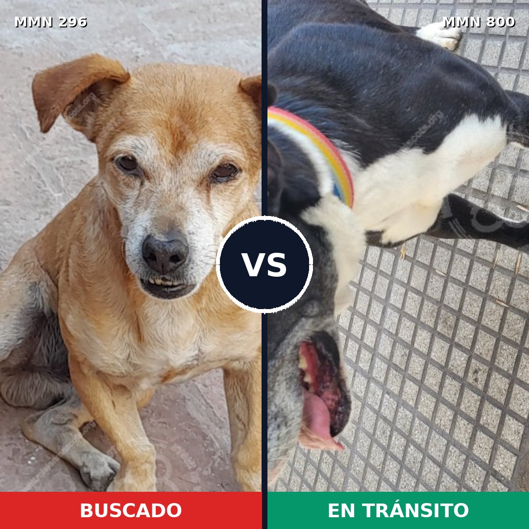 Comparativa MMS 18211: mascota perdida y mascota encontrada, 36% de similitud