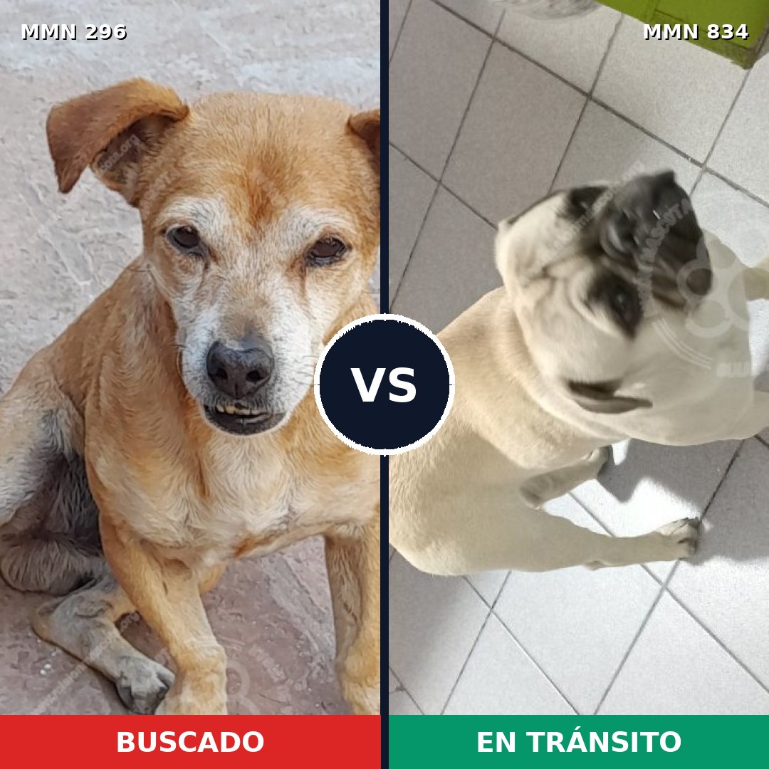 Comparativa MMS 18212: mascota perdida y mascota encontrada, 25% de similitud