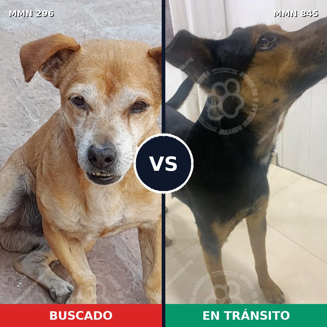 Comparativa MMS 18213: mascota perdida y mascota encontrada, 65% de similitud