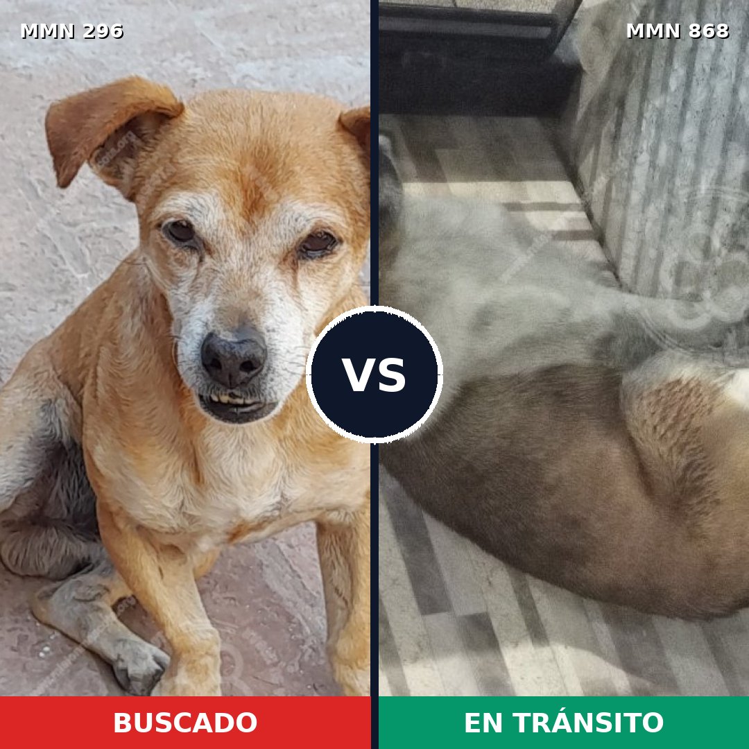 Comparativa MMS 18215: mascota perdida y mascota encontrada, 46% de similitud