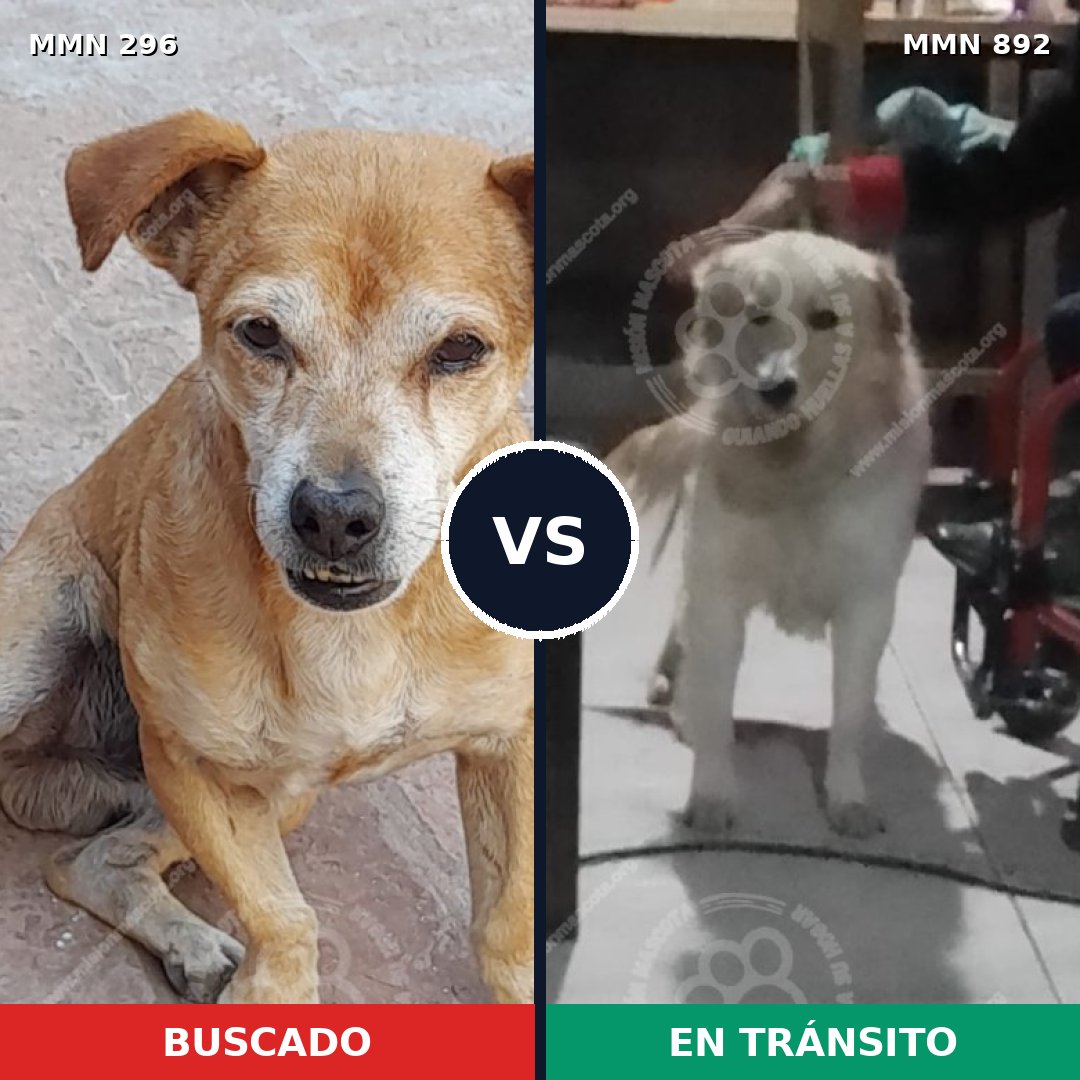 Comparativa MMS 18216: mascota perdida y mascota encontrada, 58% de similitud