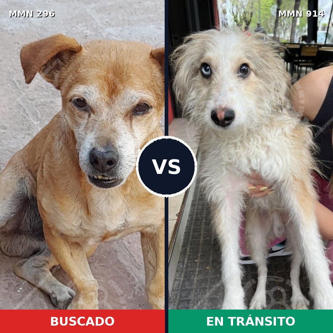 Comparativa MMS 18217: mascota perdida y mascota encontrada, 40% de similitud