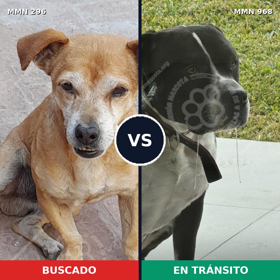 Comparativa MMS 18219: mascota perdida y mascota encontrada, 33% de similitud
