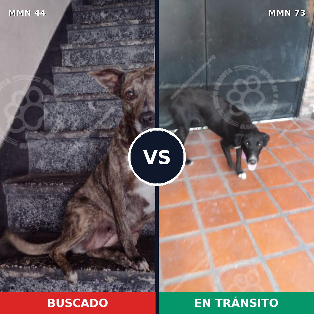 Comparativa MMS 1822: mascota perdida y mascota encontrada, 70% de similitud