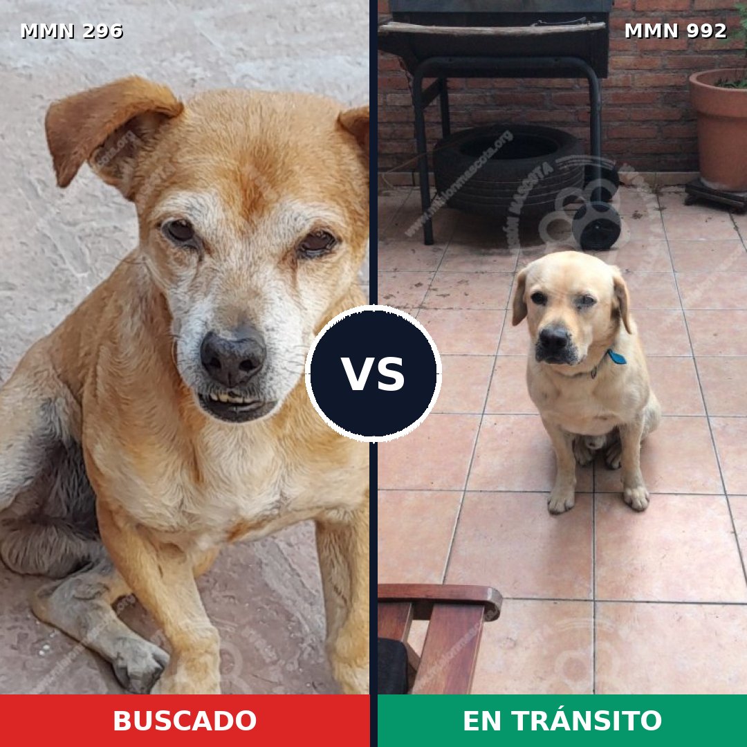Comparativa MMS 18220: mascota perdida y mascota encontrada, 40% de similitud