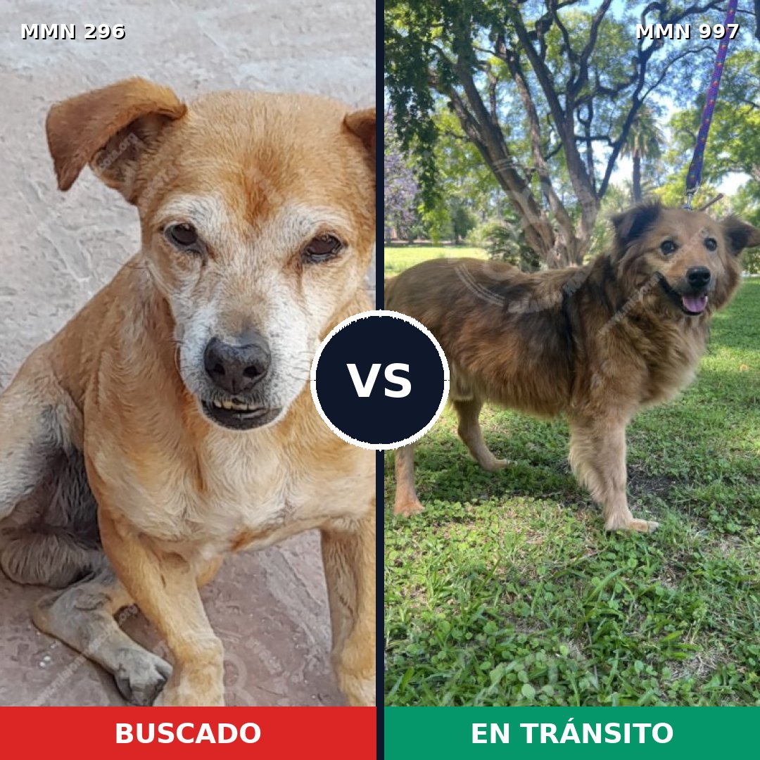 Comparativa MMS 18221: mascota perdida y mascota encontrada, 62% de similitud