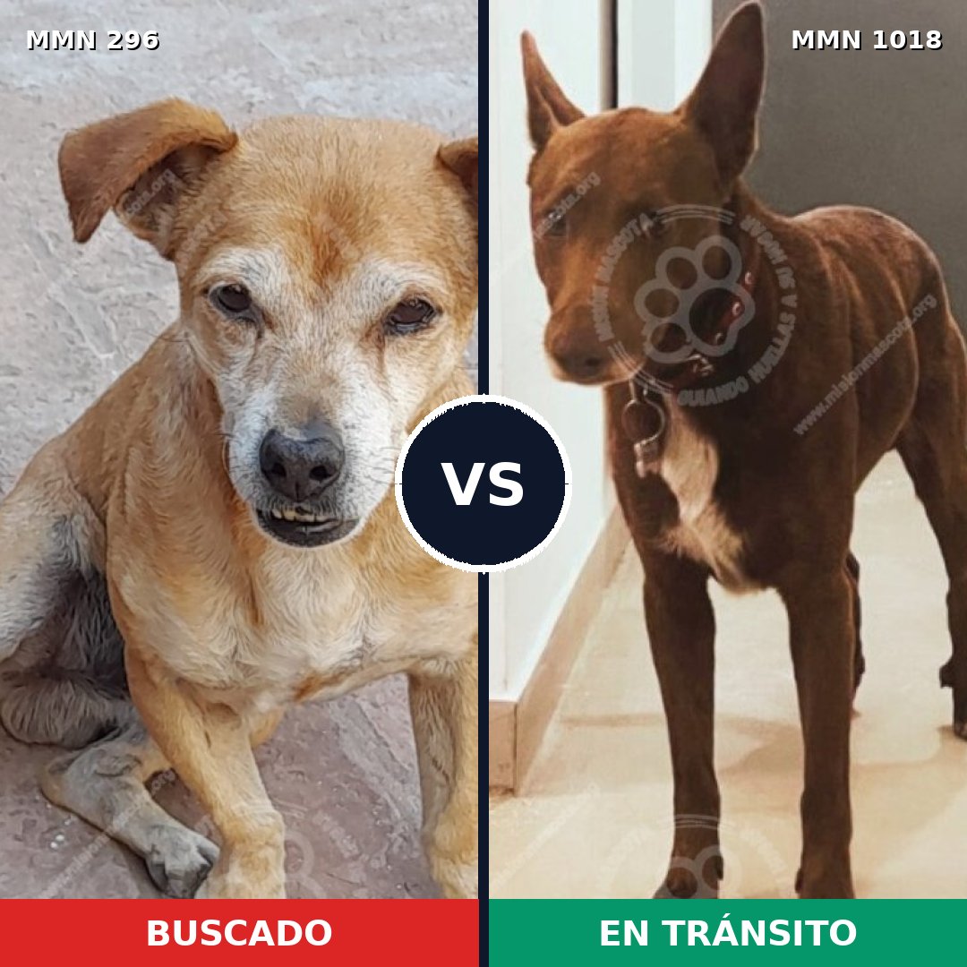 Comparativa MMS 18222: mascota perdida y mascota encontrada, 67% de similitud