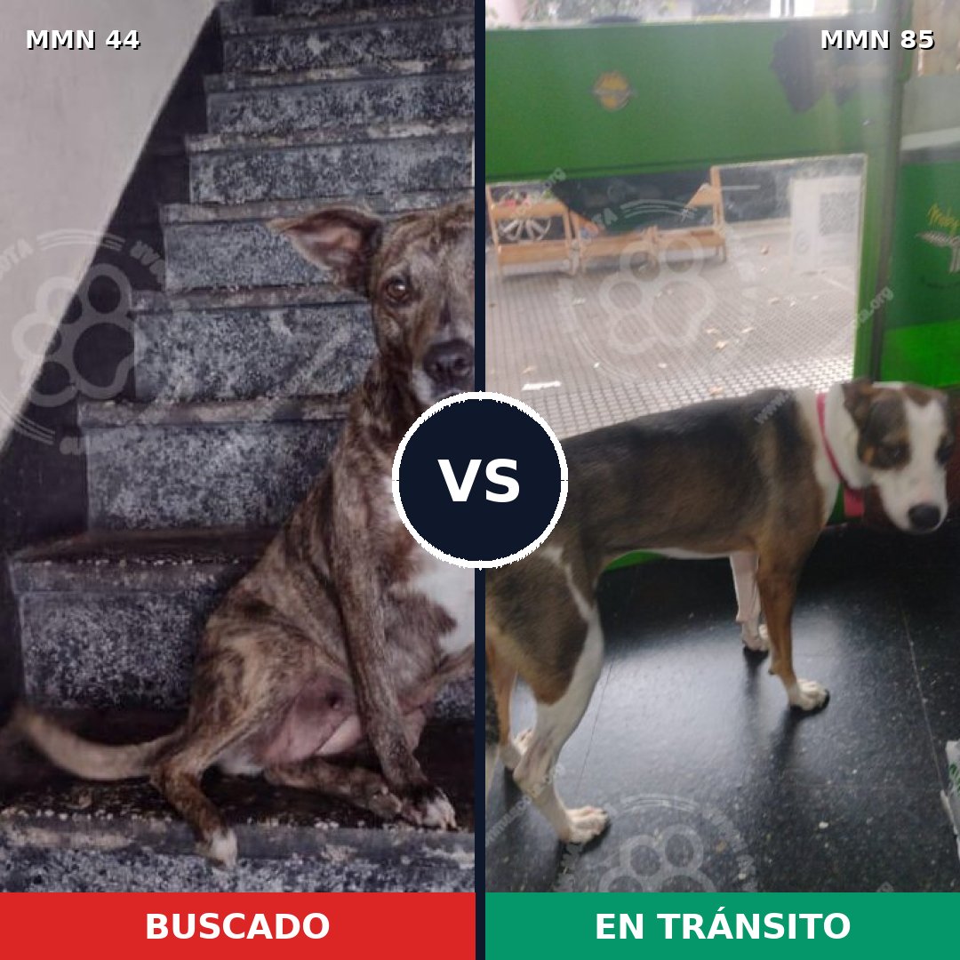 Comparativa MMS 1823: mascota perdida y mascota encontrada, 90% de similitud