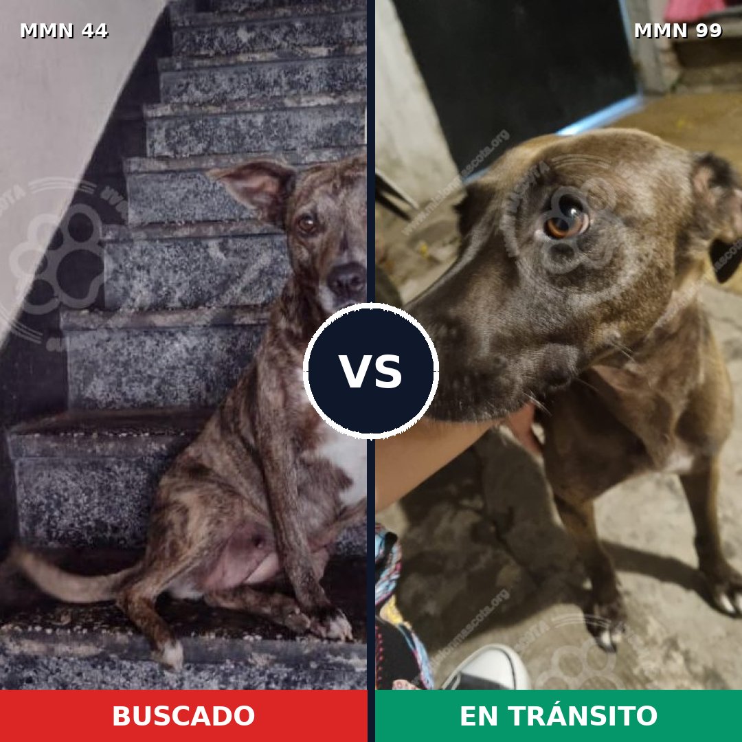 Comparativa MMS 1824: mascota perdida y mascota encontrada, 58% de similitud