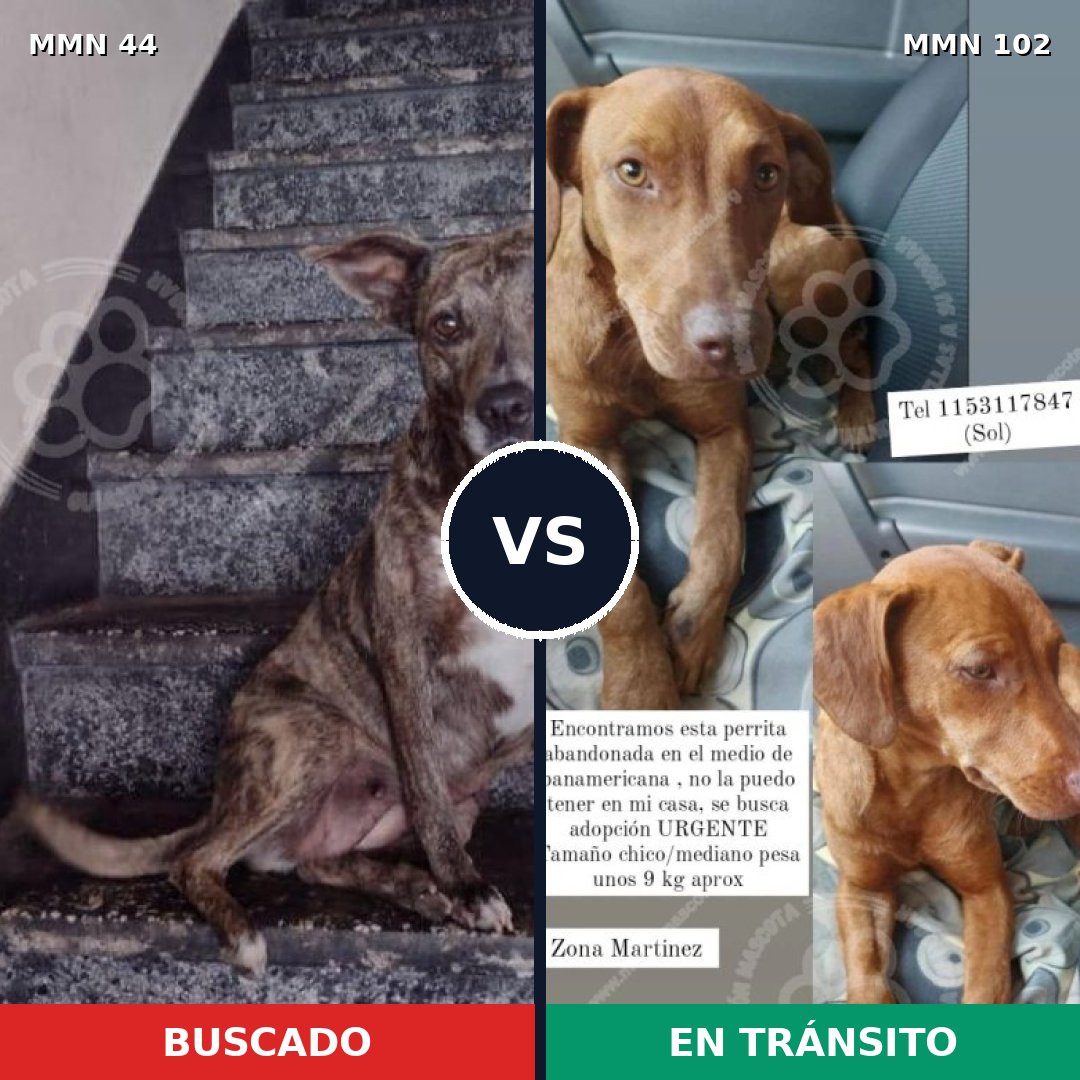 Comparativa MMS 1825: mascota perdida y mascota encontrada, 60% de similitud
