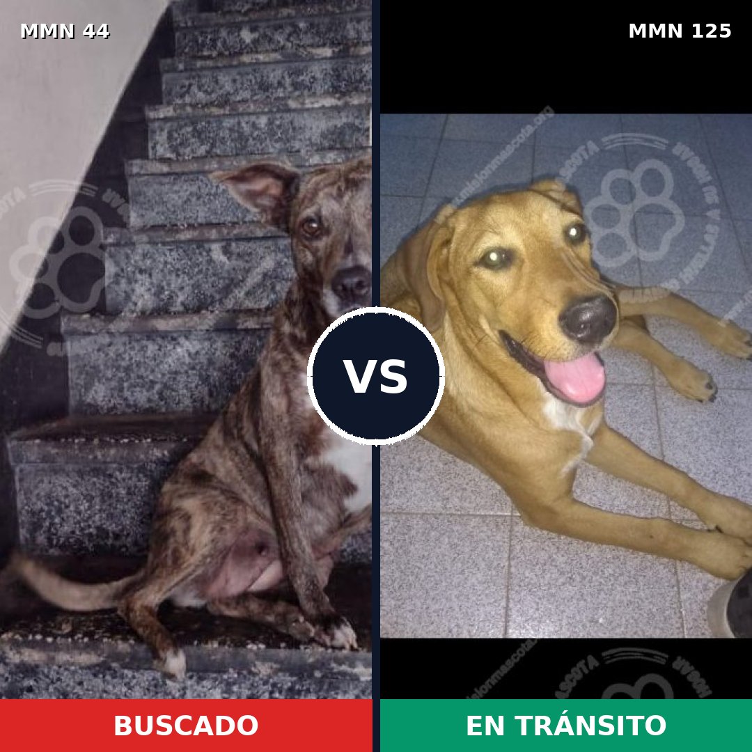Comparativa MMS 1826: mascota perdida y mascota encontrada, 64% de similitud