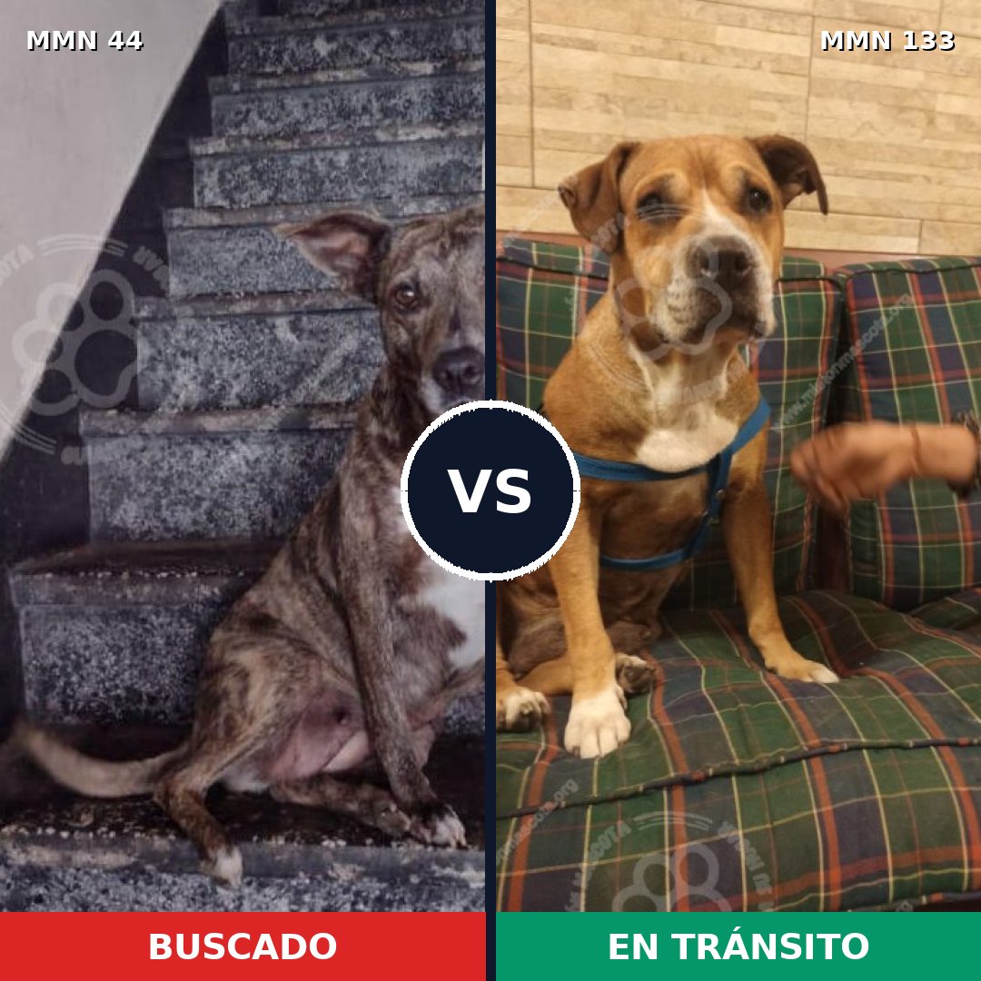 Comparativa MMS 1827: mascota perdida y mascota encontrada, 65% de similitud