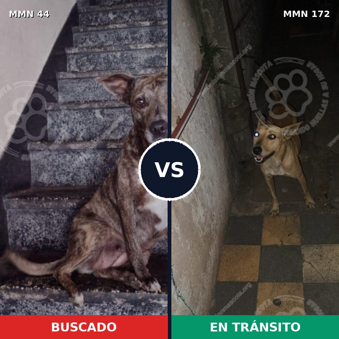 Comparativa MMS 1828: mascota perdida y mascota encontrada, 69% de similitud