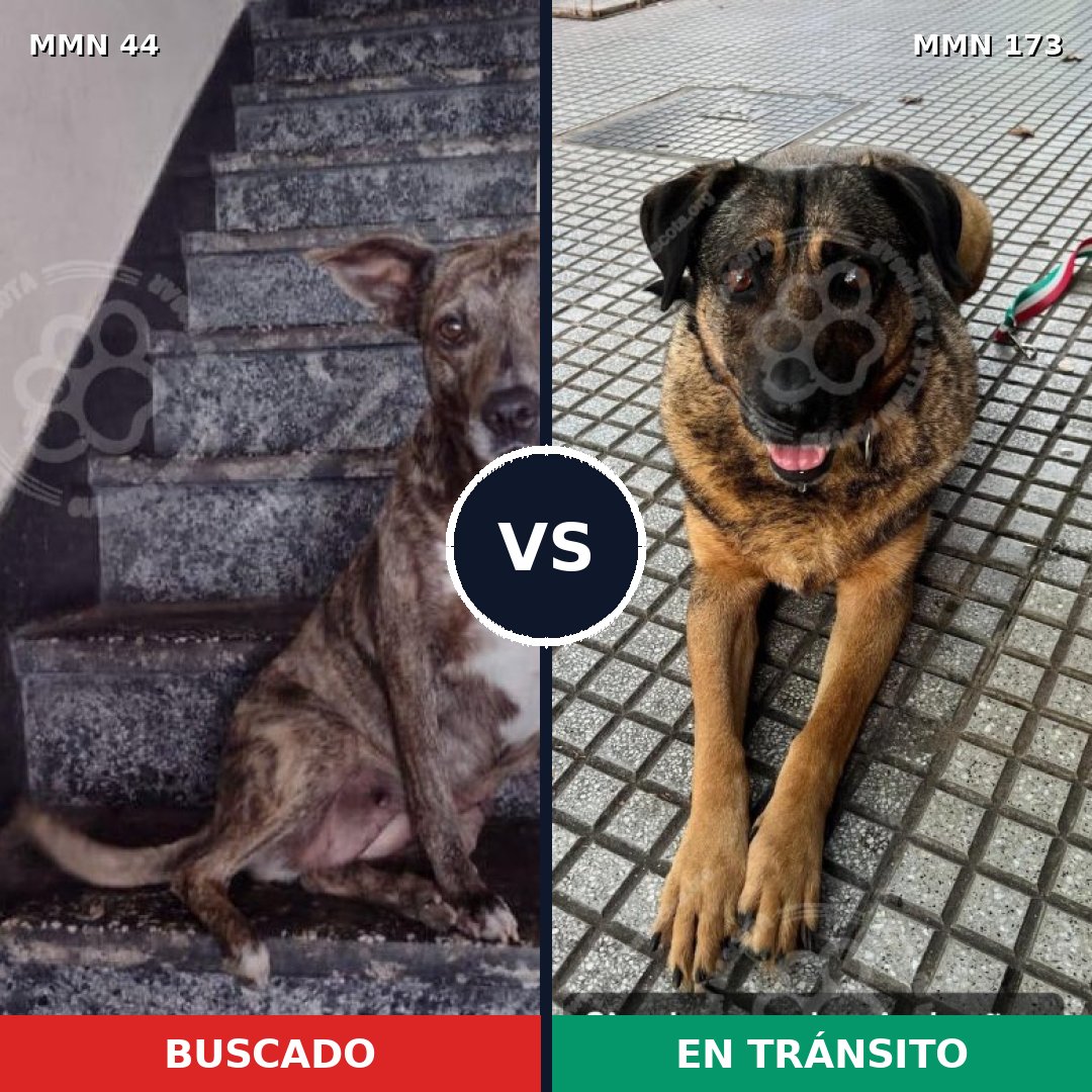 Comparativa MMS 1829: mascota perdida y mascota encontrada, 82% de similitud