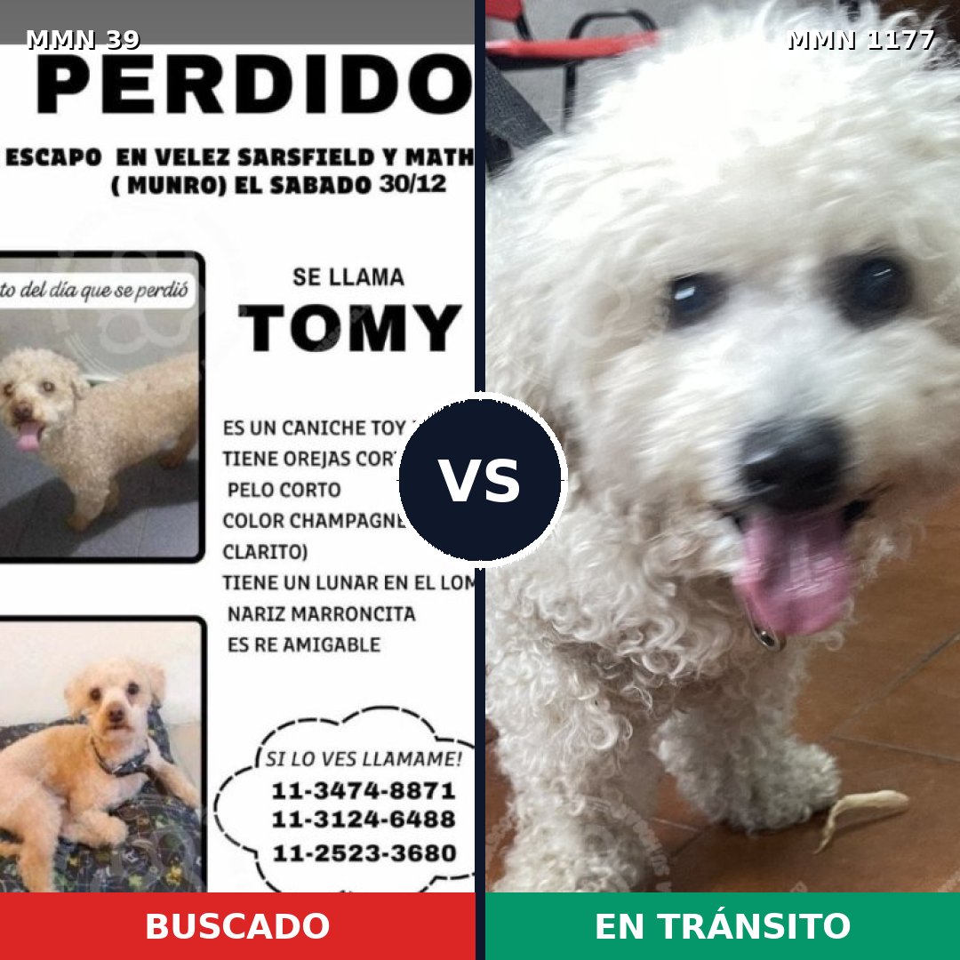 Comparativa MMS 18291: mascota perdida y mascota encontrada, 35% de similitud