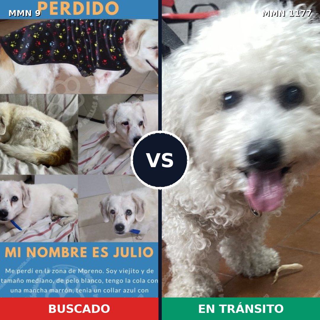 Comparativa MMS 18295: mascota perdida y mascota encontrada, 34% de similitud