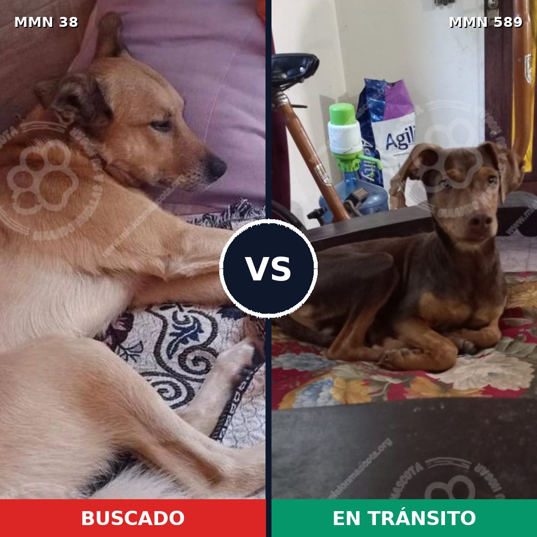 Comparativa MMS 183: mascota perdida y mascota encontrada, 62% de similitud