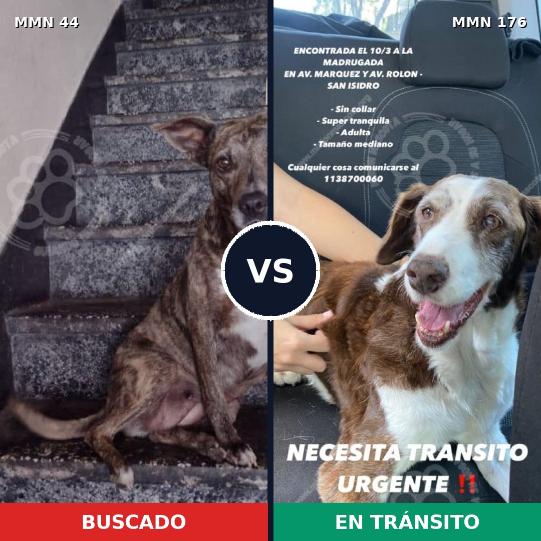 Comparativa MMS 1830: mascota perdida y mascota encontrada, 70% de similitud