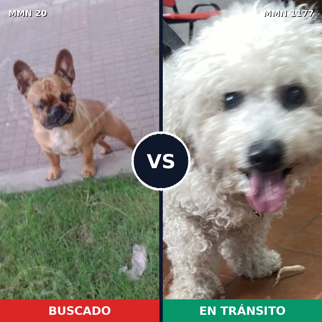 Comparativa MMS 18300: mascota perdida y mascota encontrada, 47% de similitud