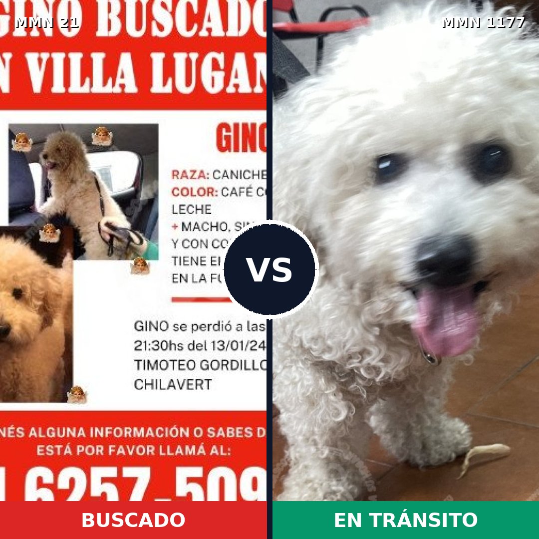 Comparativa MMS 18301: mascota perdida y mascota encontrada, 71% de similitud