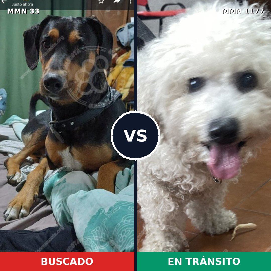 Comparativa MMS 18303: mascota perdida y mascota encontrada, 18% de similitud