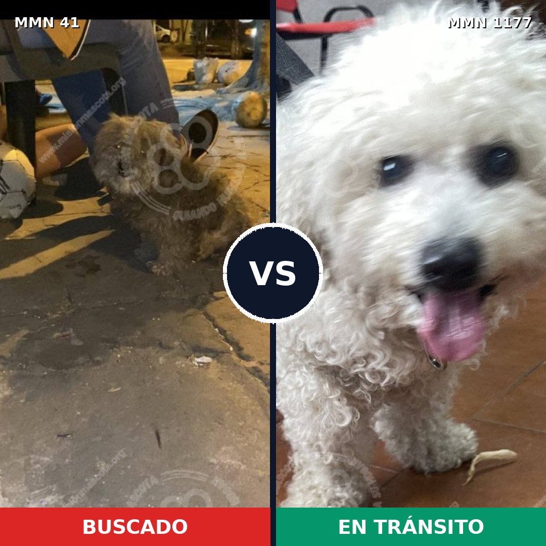 Comparativa MMS 18304: mascota perdida y mascota encontrada, 41% de similitud