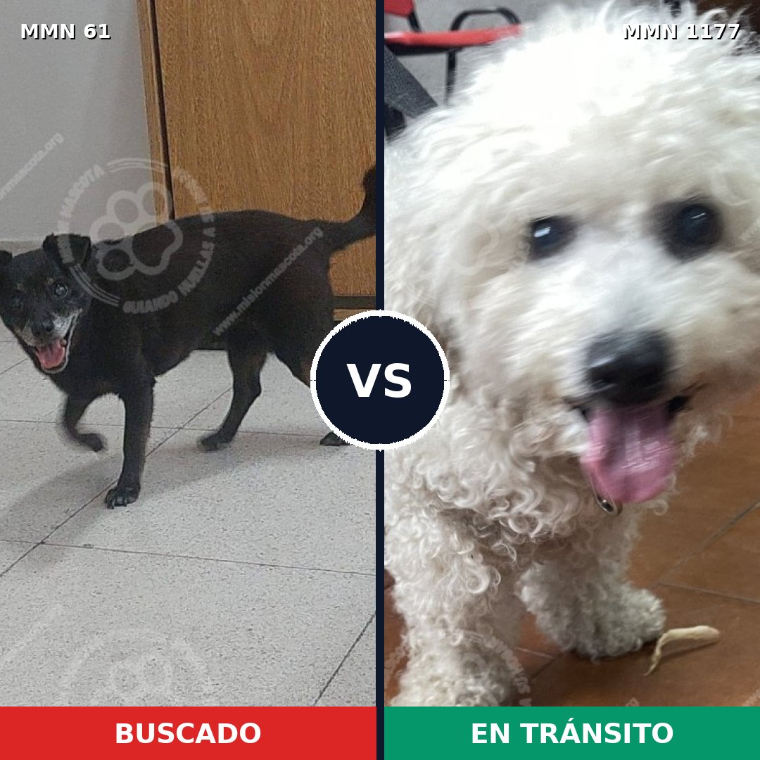 Comparativa MMS 18307: mascota perdida y mascota encontrada, 12% de similitud
