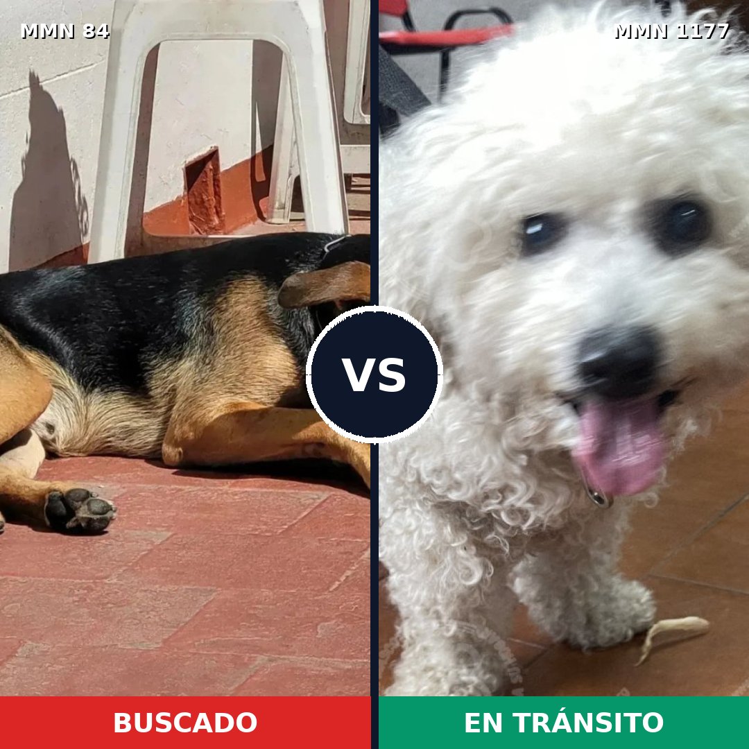 Comparativa MMS 18309: mascota perdida y mascota encontrada, 18% de similitud