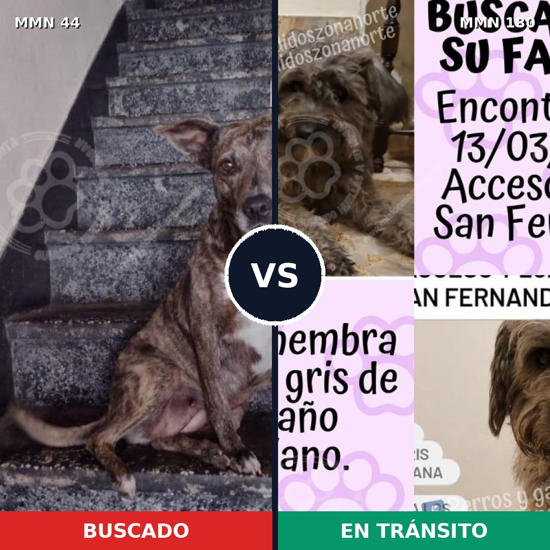 Comparativa MMS 1831: mascota perdida y mascota encontrada, 66% de similitud