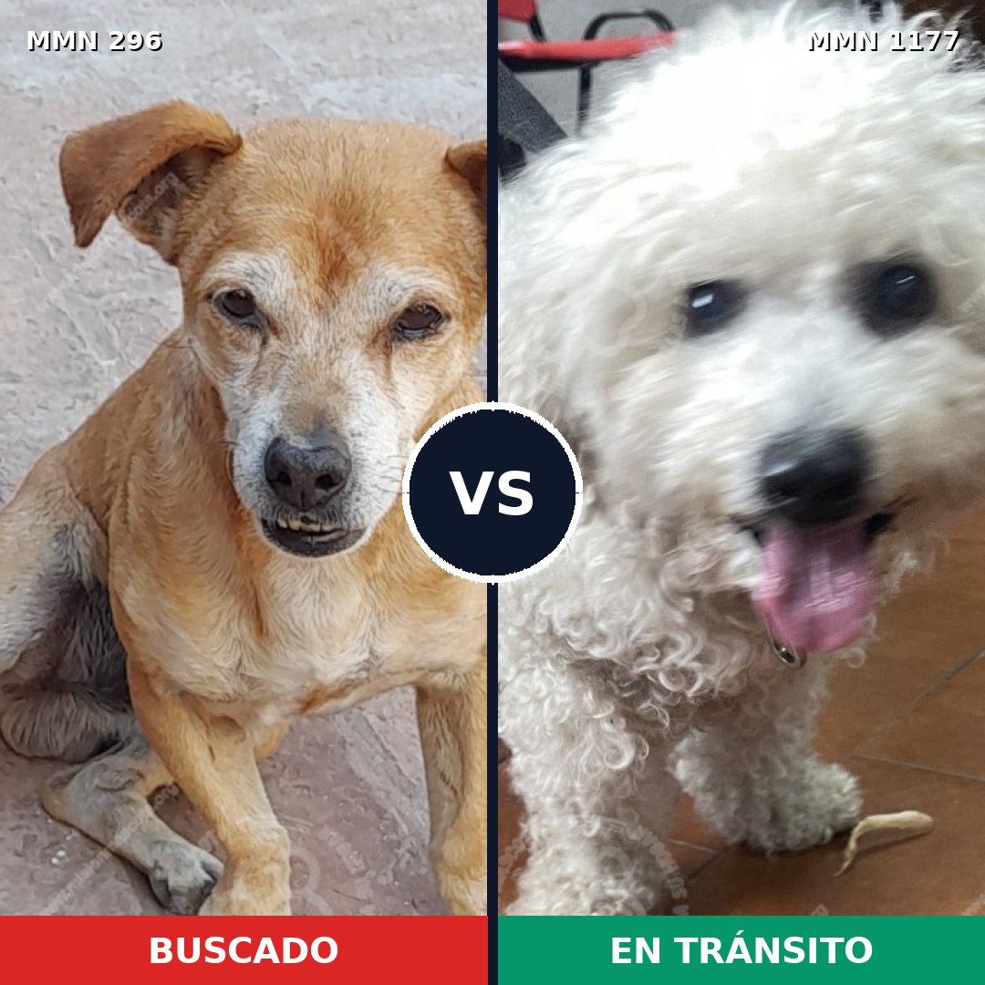 Comparativa MMS 18312: mascota perdida y mascota encontrada, 25% de similitud