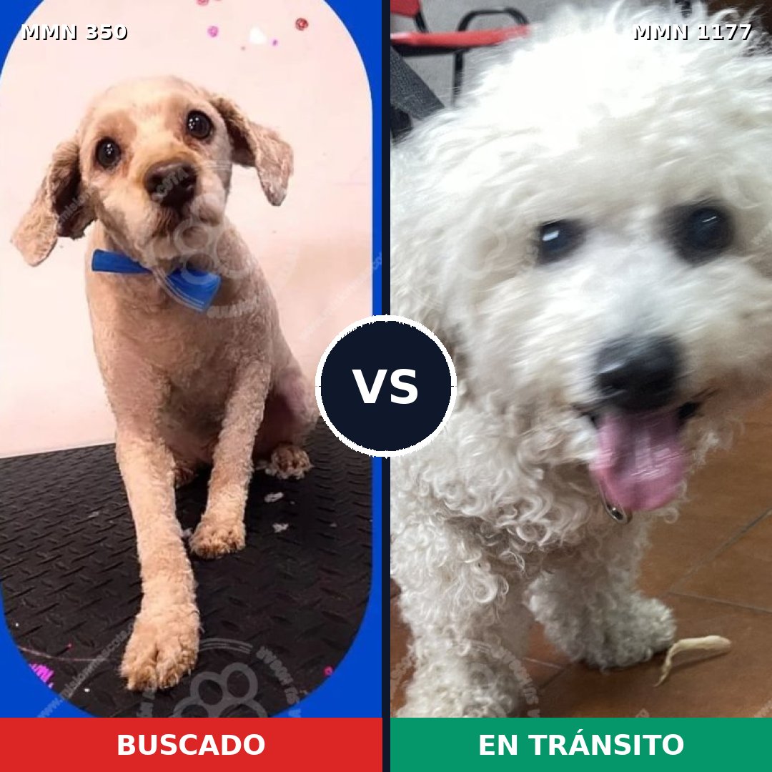 Comparativa MMS 18313: mascota perdida y mascota encontrada, 56% de similitud