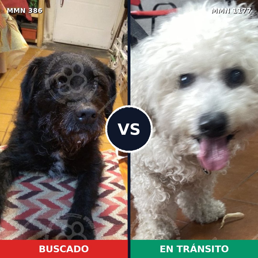 Comparativa MMS 18314: mascota perdida y mascota encontrada, 31% de similitud