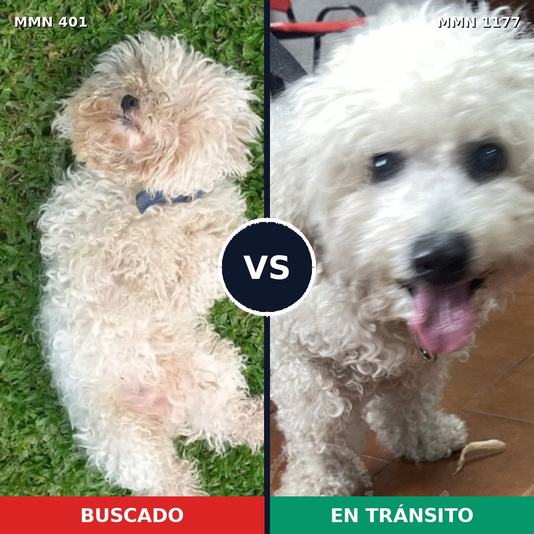 Comparativa MMS 18316: mascota perdida y mascota encontrada, 45% de similitud