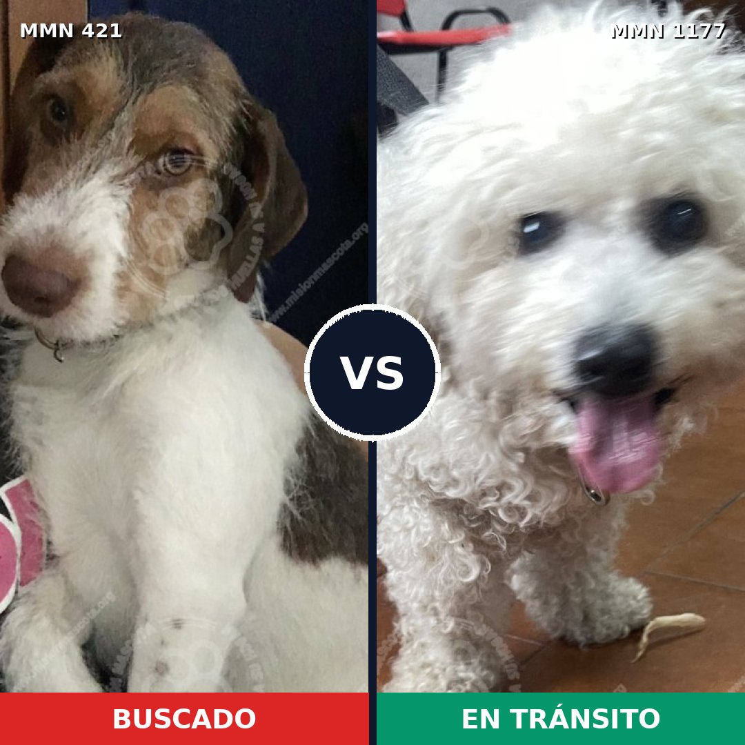 Comparativa MMS 18317: mascota perdida y mascota encontrada, 28% de similitud